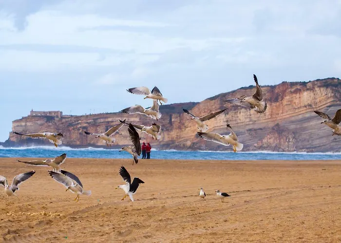 Ferhouse Dreams * Nazaré